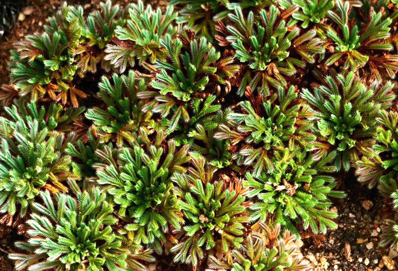 彩虹卷柏的葉片呈彩虹色。袁浪興供圖