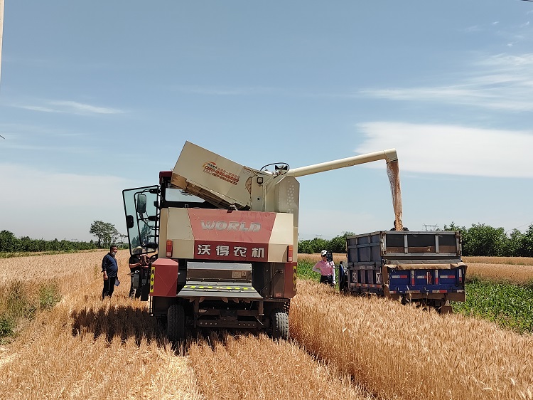 臨汾市堯都區(qū)賈得鄉(xiāng)大王村麥?zhǔn)宅F(xiàn)場。劉婷婷攝