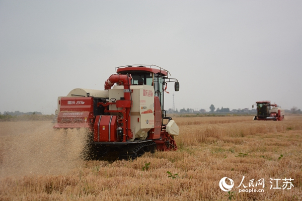 5月下旬，勝利圩高標(biāo)準(zhǔn)農(nóng)田內(nèi)，大型收割機(jī)作業(yè)。韋東寧攝