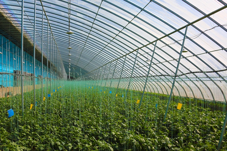 智慧蔬菜富民生。