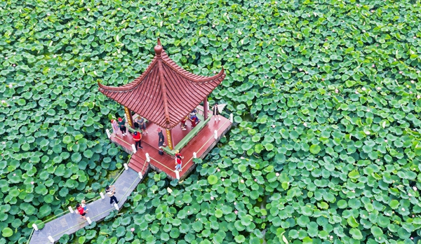 圖為金湖萬畝荷花蕩。陳義寶攝