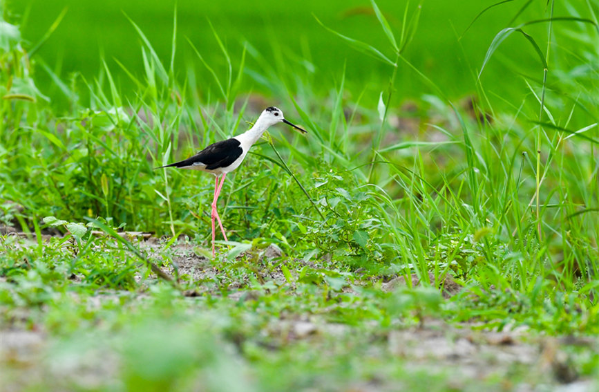 生態(tài)綠屏修復完成，吸引眾多野生動物在此棲息繁衍。翟鑫彬攝