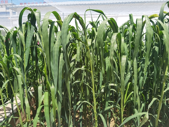 河北省張家口農(nóng)科院試驗(yàn)田中的“張雜谷”正在茂盛生長(zhǎng)。 受訪者供圖