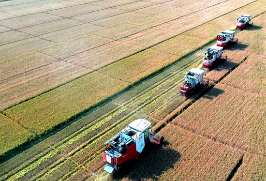 今年6月，河北省衡水市阜城縣碼頭鎮(zhèn)戈家墳村的麥田里，大型聯(lián)合收割機(jī)“組團(tuán)”作業(yè)。 苗鳳強(qiáng)攝