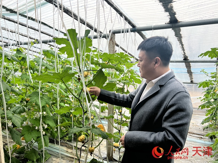 西青區(qū)辛口鎮(zhèn)大杜莊村黨總支書記、村委會主任畢紅鴿介紹當下大棚里種植的造型奇特的文玩葫蘆。  人民網(wǎng) 孫翼飛攝