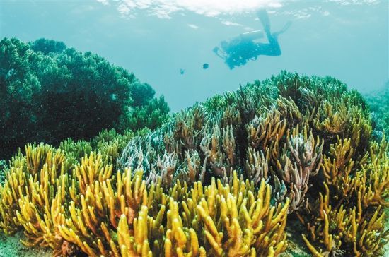 在三亞蜈支洲島附近海域，游客在體驗海底美景。 本報記者 武威 通訊員 韋尚婷 攝