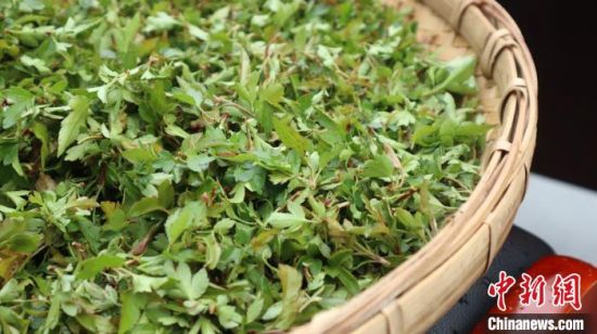 圖為班瑪藏雪茶?！O睿 攝