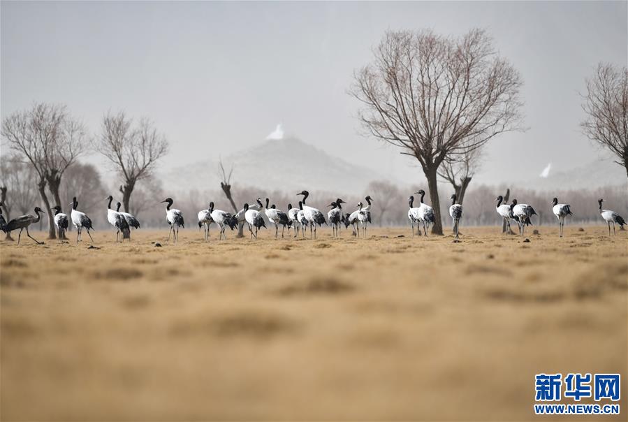 (圖文互動(dòng))(4)“最美第三極”:筑起生態(tài)文明高地