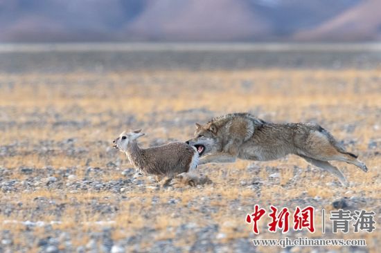 圖為獲獎作品。同海元供圖