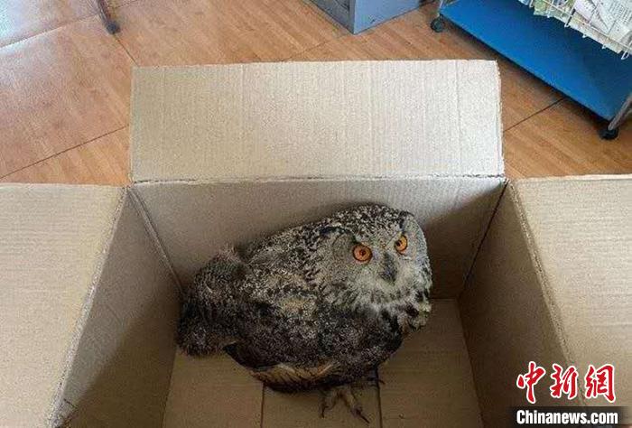 圖為青海省西寧市大通縣公安局森林警察大隊(duì)民警救助的國家二級保護(hù)野生動(dòng)物——雕鸮。　青海省公安廳森林警察總隊(duì)供圖 攝