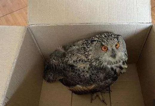 圖為青海省西寧市大通縣公安局森林警察大隊民警救助的國家二級保護野生動物——雕鸮。　青海省公安廳森林警察總隊供圖 攝