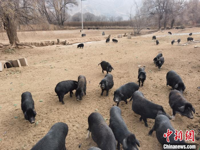 圖為藏香豬。　祁增蓓 攝