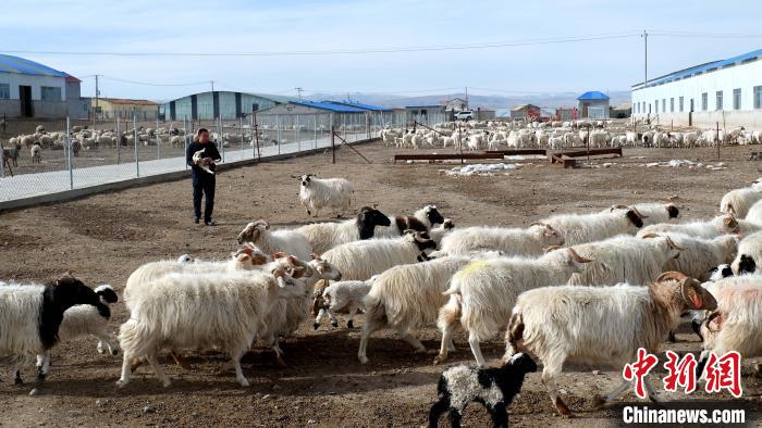 圖為馬金山查看羊羔長(zhǎng)勢(shì)。　李雋 攝