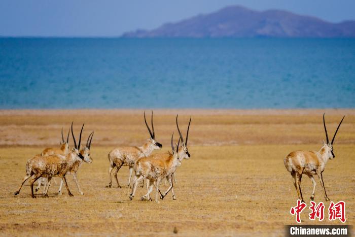 圖為西藏藏羚羊在色林錯(cuò)湖邊覓食，隨著保護(hù)措施的不斷加強(qiáng)，如今西藏藏羚羊種群數(shù)量獲得恢復(fù)性增長(zhǎng)?！〗w波 攝