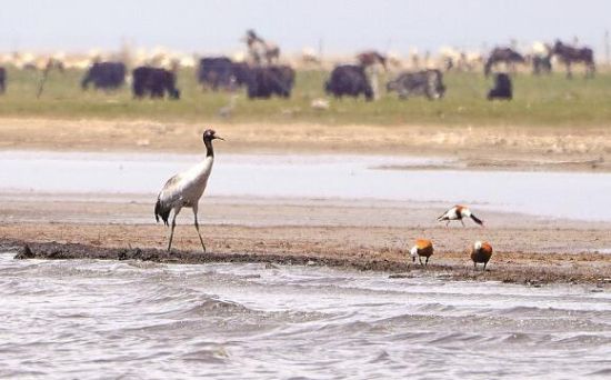  仙女灣一只黑頸鶴正在湖邊覓食。攝影：海東