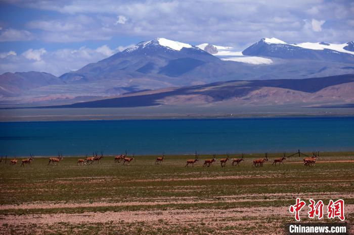 從317國(guó)道遠(yuǎn)眺達(dá)則錯(cuò)，湖岸藏羚羊與雪山美景令人矚目?！?lt;a target='_blank' ><p  align=