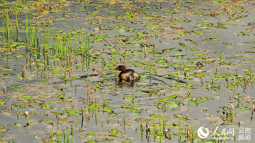 納帕海濕地內(nèi)遷徙停留的鳥。呂昊辰攝