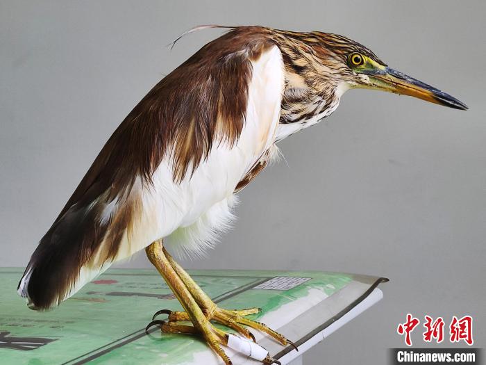 圖為被救助的國(guó)家一級(jí)重點(diǎn)保護(hù)動(dòng)物池鷺?！×鴿商?攝