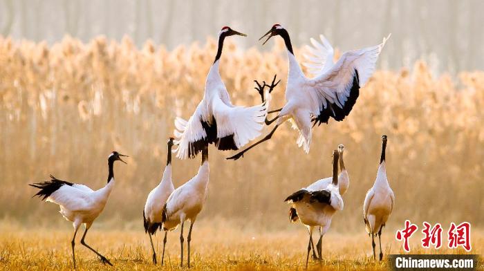 江蘇鹽城黃海濕地上的丹頂鶴?！←}城市委宣傳部供圖