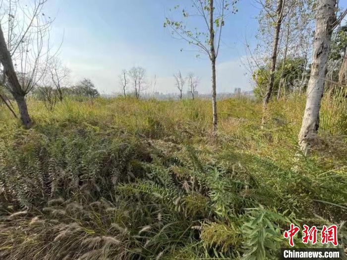 發(fā)現(xiàn)的加拿大一枝黃花?！畈?攝