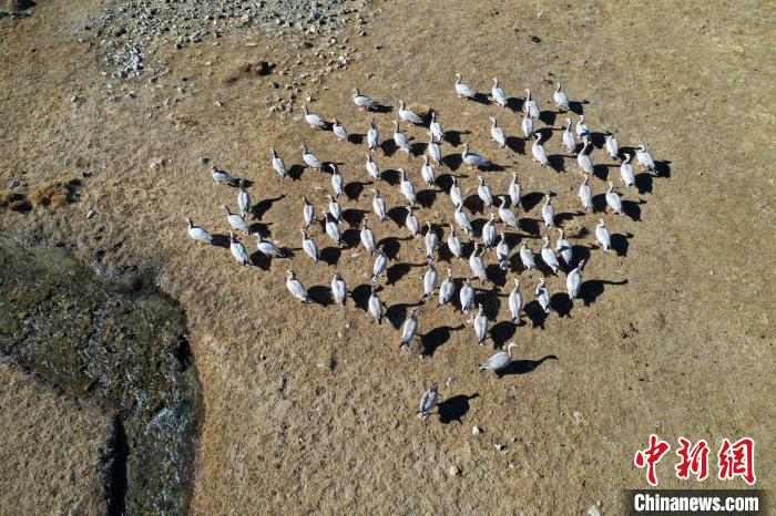 圖為拉薩市林周縣境內(nèi)越冬的候鳥?！∝暩聛硭?攝