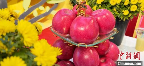 2021年10月15日，中國蘋果首屆產(chǎn)銷峰會暨甘肅平?jīng)龉焚Q(mào)易大會在平?jīng)鍪徐o寧縣開幕。(資料圖) 魏建軍 攝