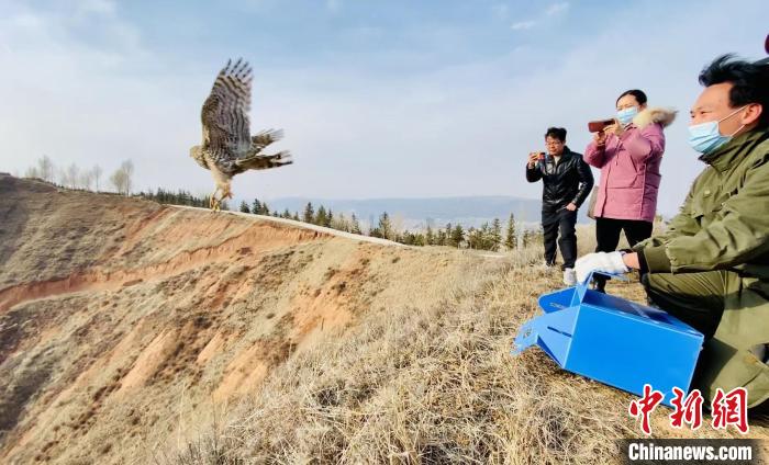 青海：救助、放歸四只國家二級保護(hù)野生動物