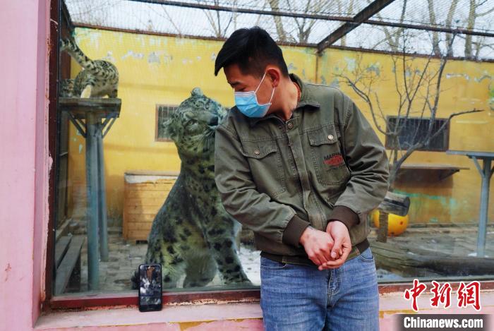 圖為雪豹“奶爸”史壽軍直播休息時與雪豹互動?！●R銘言 攝