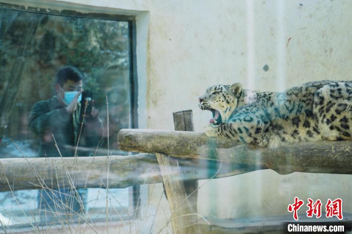 圖為雪豹“奶爸”史壽軍正在直播。　馬銘言 攝