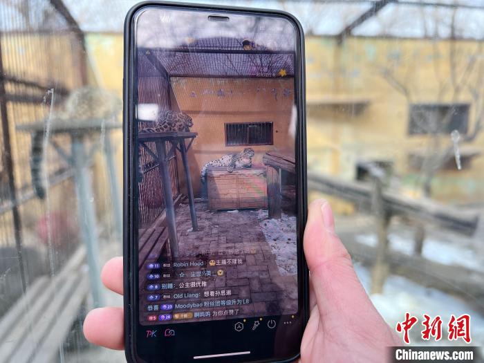 圖為雪豹“奶爸”史壽軍正在直播?！●R銘言 攝