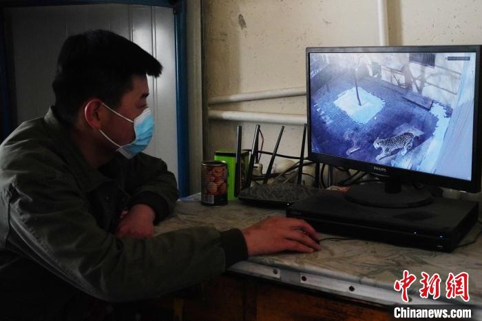 圖為雪豹“奶爸”史壽軍通過監(jiān)控察看雪豹情況。　馬銘言 攝