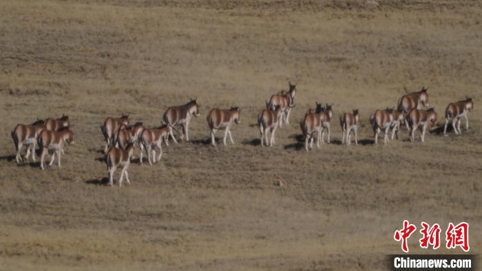 圖為草地上的西藏野驢?！“簿S斌 攝