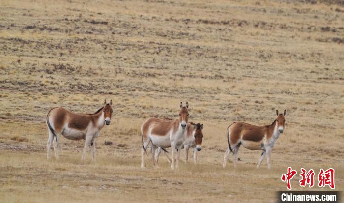 圖為草地上的西藏野驢?！“簿S斌 攝