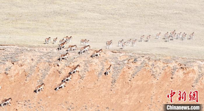 圖為西藏野驢奔跑在山間?！∥溲┓?攝