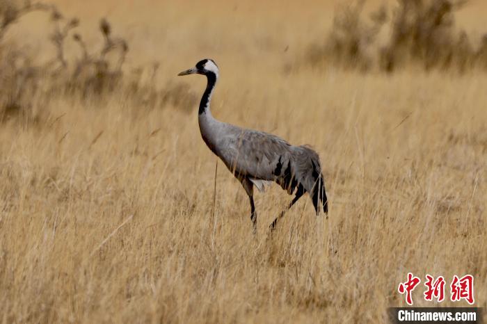 圖為灰鶴在青海海西蒙古族藏族自治州都蘭縣巴隆地區(qū)“閑庭漫步”?！?松太加 攝