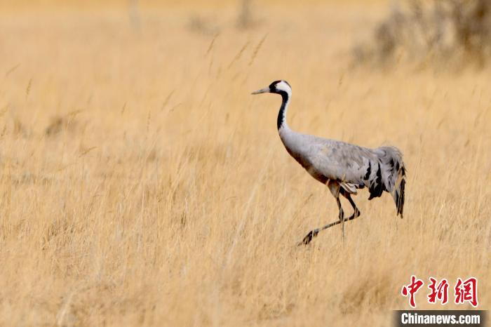 圖為灰鶴在青海海西蒙古族藏族自治州都蘭縣巴隆地區(qū)“閑庭漫步”?！?松太加 攝