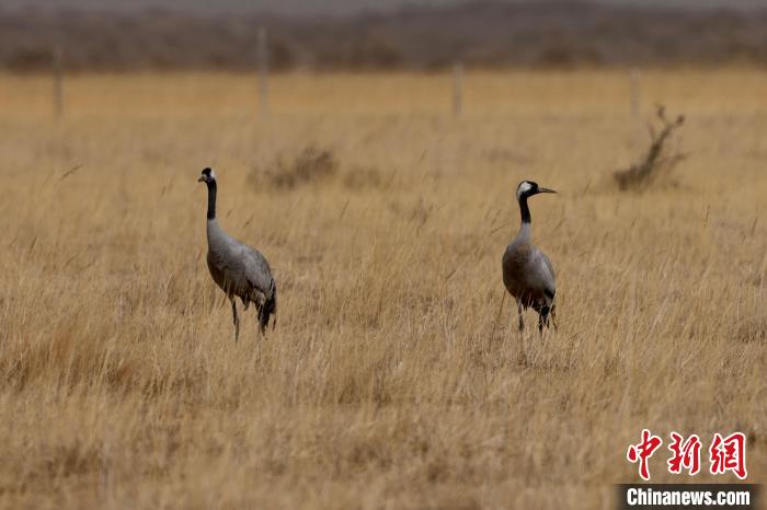 圖為灰鶴在青海海西蒙古族藏族自治州都蘭縣巴隆地區(qū)“閑庭漫步”?！?松太加 攝