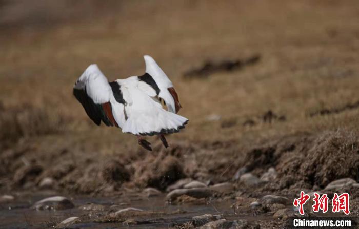 圖為翹鼻麻鴨。　功霸扎西 攝