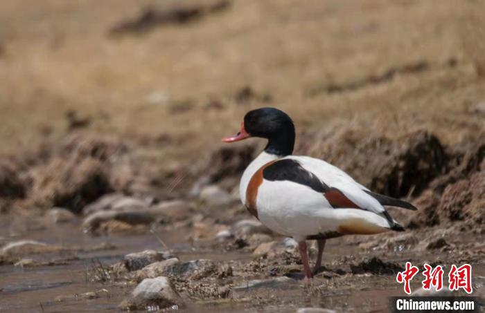 圖為翹鼻麻鴨。　功霸扎西 攝