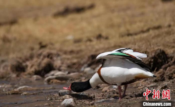 圖為翹鼻麻鴨?！」Π栽?攝