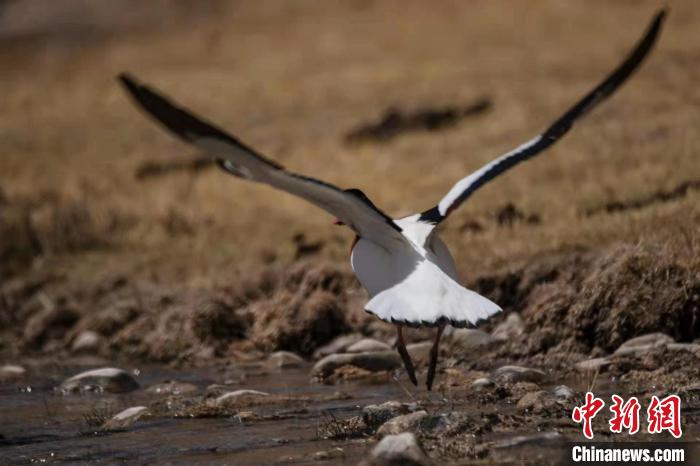 圖為騰飛的翹鼻麻鴨?！」Π栽?攝