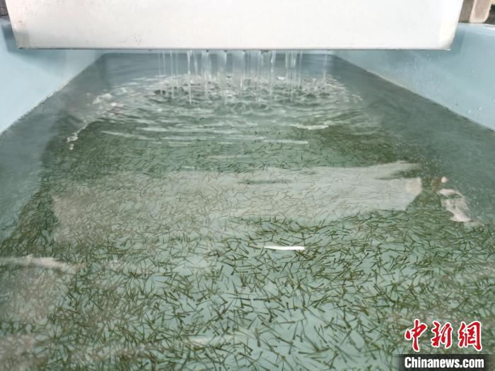 圖為正在育苗?！?zhí)砀?攝