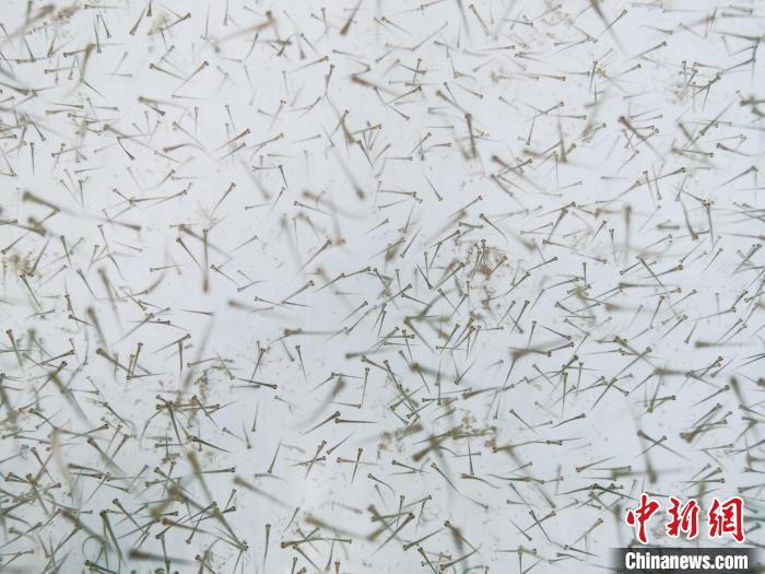 圖為魚苗?！?zhí)砀?攝