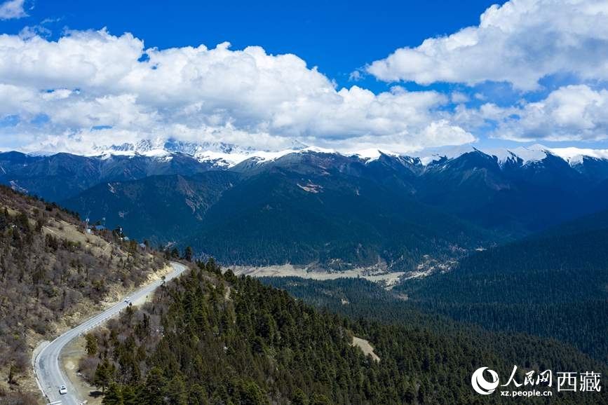圖為在海拔4700多米的色季拉山，觀測從森林到草甸的多種植被類型。