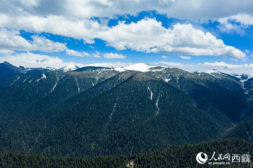 圖為在海拔4700多米的色季拉山，觀測從森林到草甸的多種植被類型。