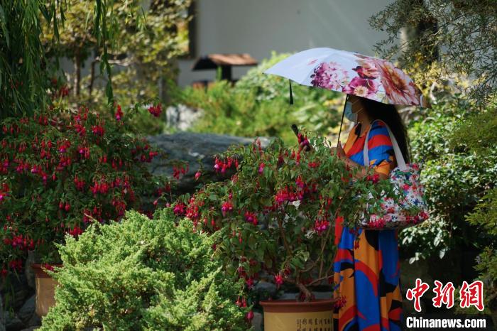 圖為市民在西寧園林植物園內(nèi)賞花拍照。　馬銘言 攝