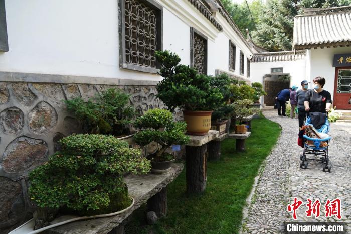 圖為市民在西寧園林植物園內(nèi)觀賞盆景?！●R銘言 攝