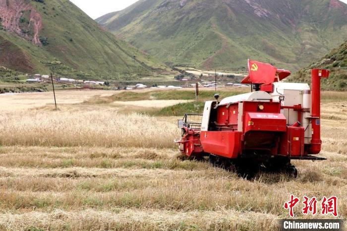 圖為秋收現(xiàn)場?！∮駱渲菸麄鞑抗﹫D
