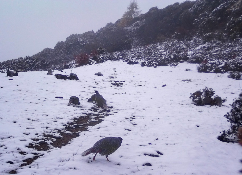 血雉。涼山州委宣傳部供圖