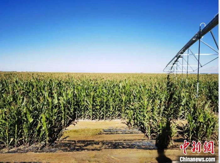 青?！凹Z改飼”項(xiàng)目收儲(chǔ)飼草44萬(wàn)余噸